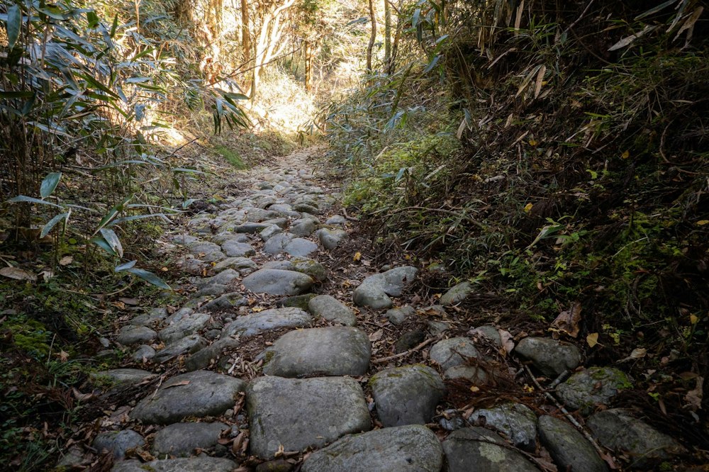 <p>箱根旧街道。江戸時代に敷かれた石畳の道。<br>この石畳が 300 年も 400 年も前に敷かれたのかと考えて、感慨に浸る。</p>