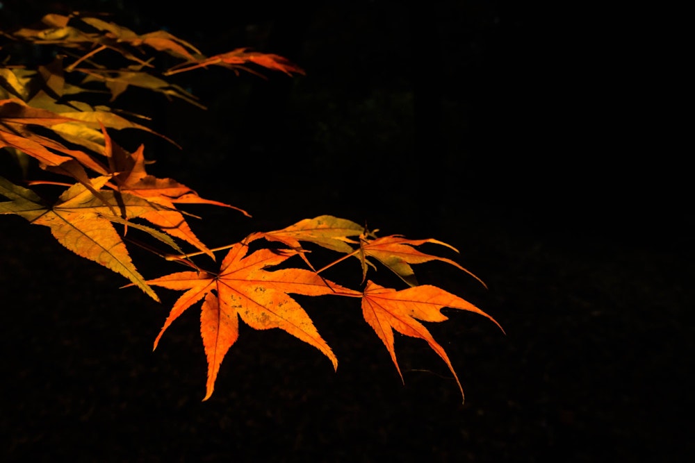 <p>光に照らされて、暗闇に浮かぶ葉。</p>