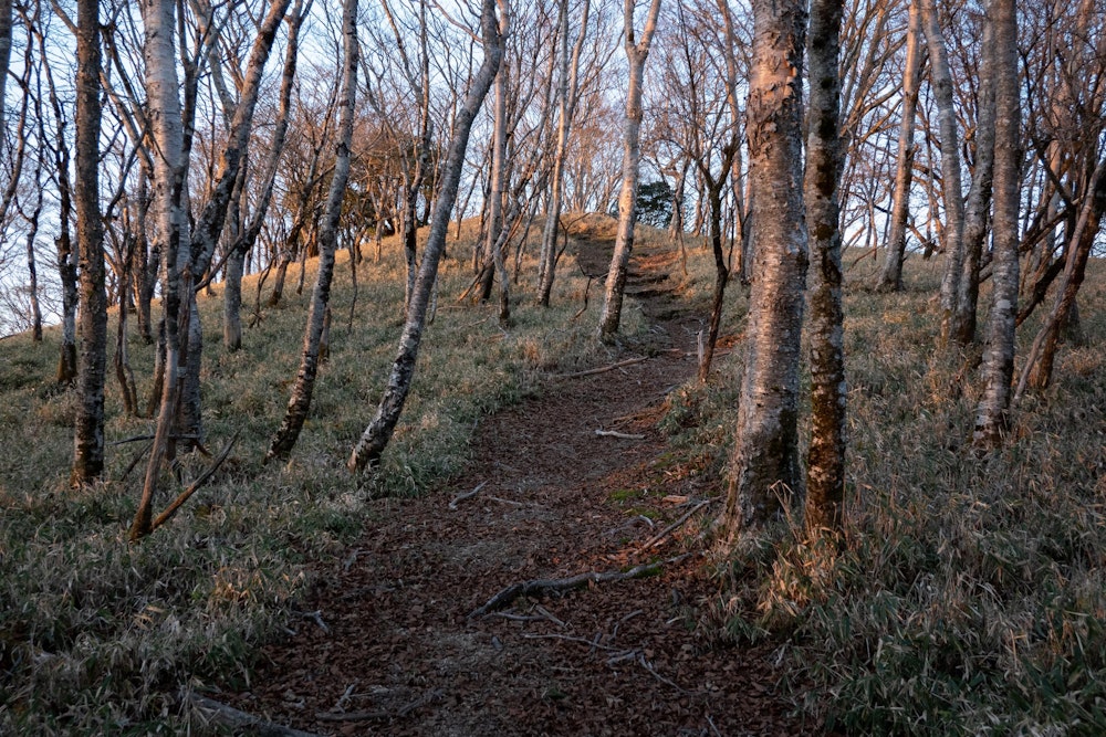 <p>ちょうど登山道が広くなっている場所があったので、これから朝まで人が通ることはさすがにないだろうと、登山道の真ん中で幕営することにした。<br>11 月下旬ともあって、かなり冷え込んだ。</p>