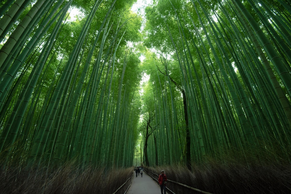 <p>今回は、まだ訪れたことがなかった嵐山エリアから散策。<br>有名な竹林。</p>