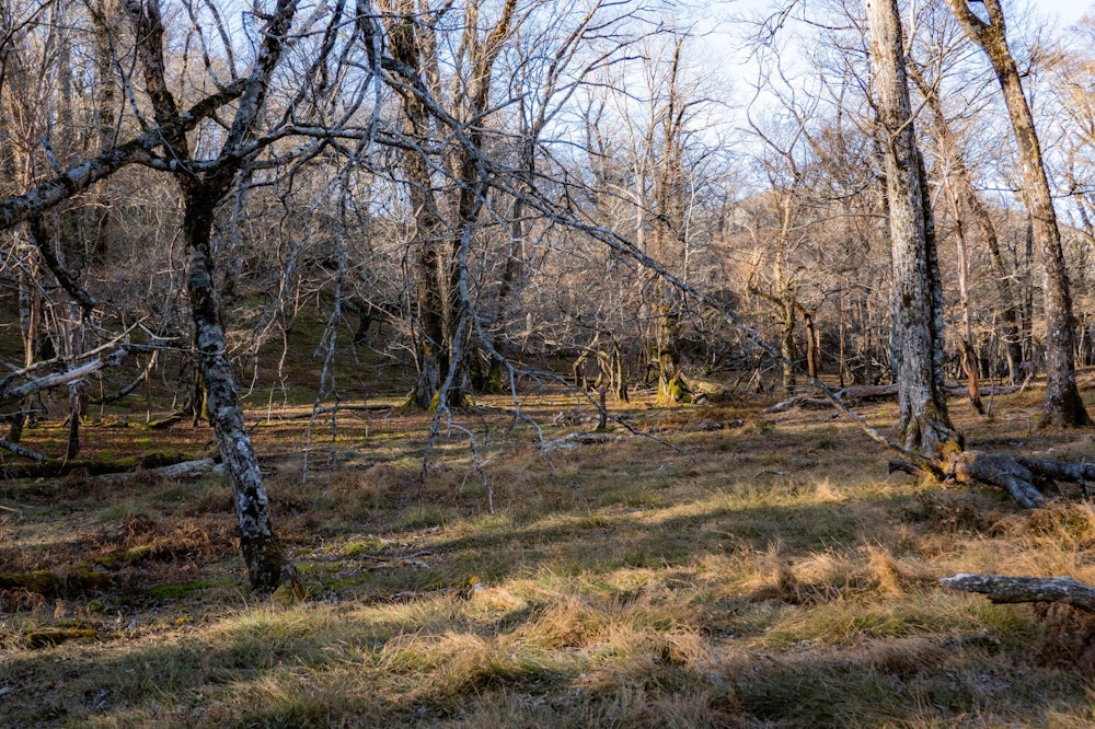 <p>山池湿原。<br>本当は、前日にここまで辿り着きたかった。すごくいいところなので、ここにもいつか泊まりたい。</p>