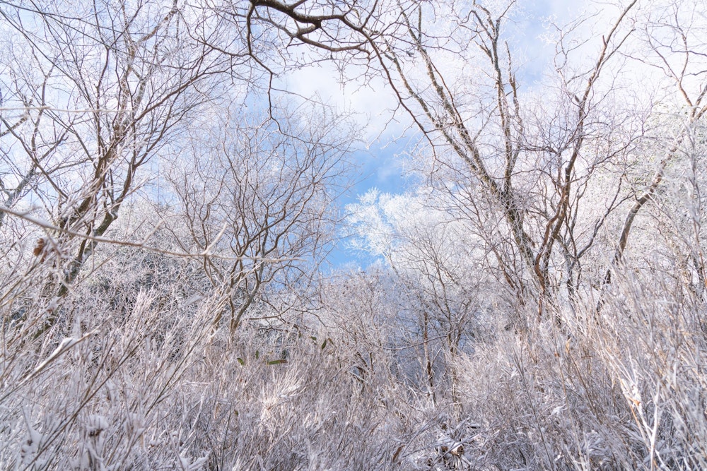 <p>雪は思いっきり湿雪で、アイゼンにくっついて団子状になる。<br>こうなると刃が埋まってちゃんと歩けないため、少し歩くごとに木の幹や岩を蹴り付けて雪を払い落とす必要がある。<br>いくら雪が積もっても、九州ではどうしてもこんな感じになる。</p>