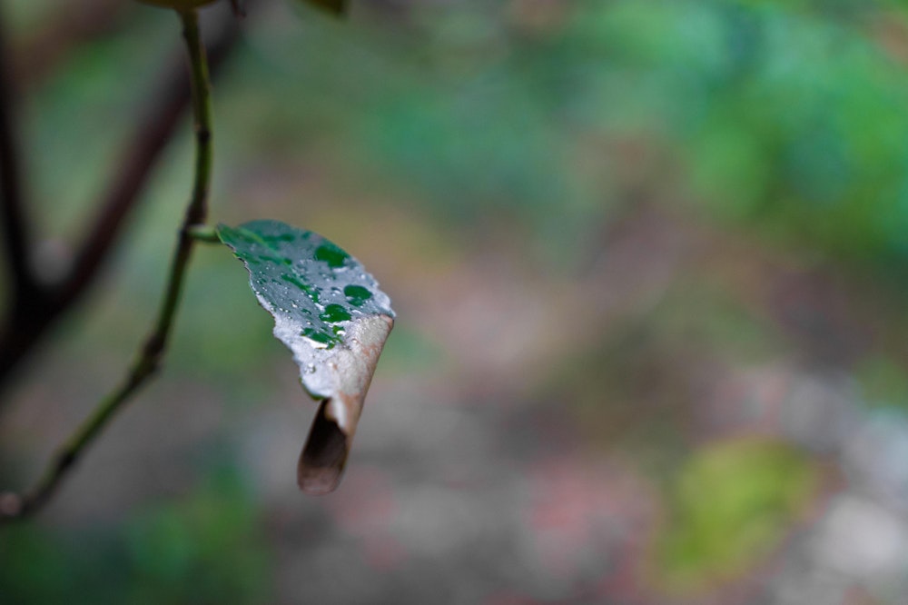 <p>宮之浦岳を楽しんだ二日目は淀川小屋に泊まり、三日目に下山。<br>この日は朝からが降った。思えばこの三日間、一日目と三日目に雨が降り、二日目の宮之浦岳を歩く日に合わせてちょうど晴れる格好となった。<br>半年分の運を使ったかもしれないが、おかげさまで大満足の山旅となった。</p>