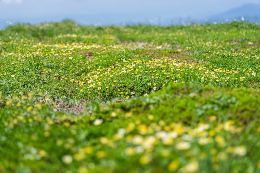 <p>この時期の平標山は、山頂付近一体に広がるお花畑が有名。<br>ハクサンイチゲの群落が至るところにみられたが、数日前の強風で、黄色いおしべを残して白い花びらが吹き飛んでしまっているものが多かった。</p>