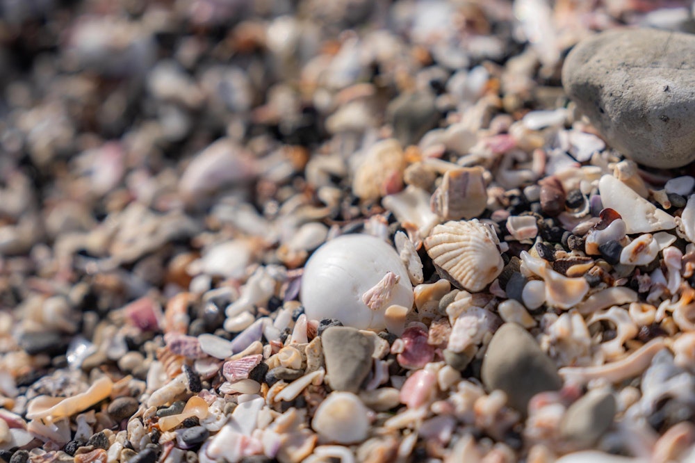 <p>砂浜のようになっている場所に身をかがめてよく見ると、ひとつひとつが小さな貝殻だった。</p>