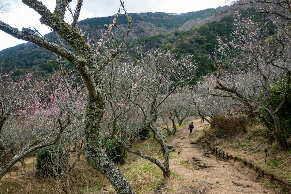 <p>幕山から下った先は湯河原梅園。<br>見頃は終盤の様相だが、一面の梅園には濃淡さまざまなピンク色の梅の花が咲いていた。</p>