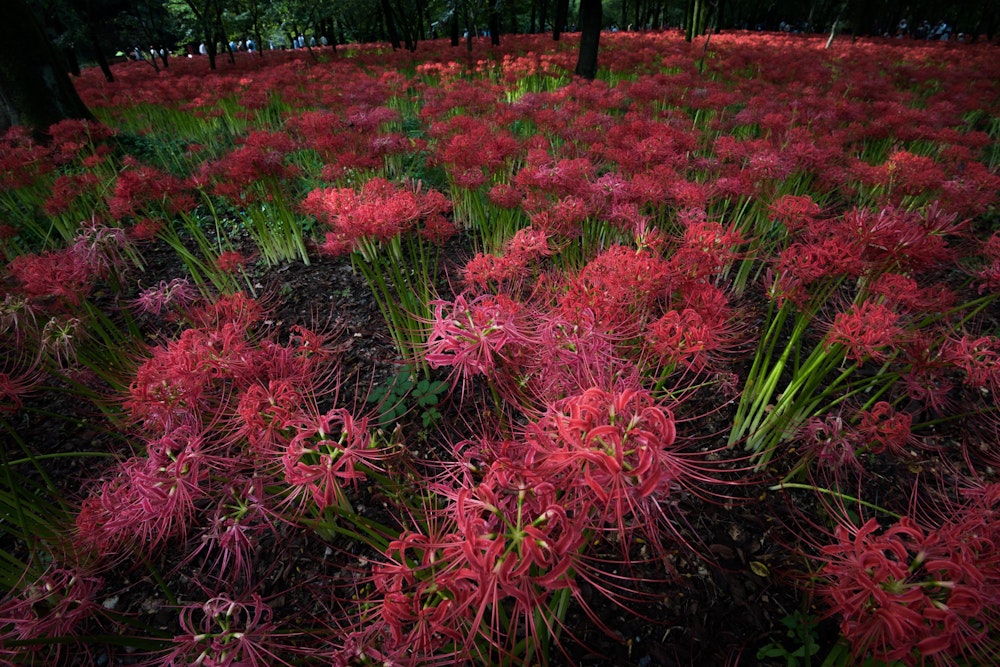 <p>ここまで満開の曼珠沙華が一面に広がっていると、狂気すら覚える。夜に訪れたら不気味だろう。<br>でもそれくらい圧巻の光景だった。</p>