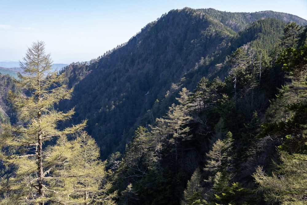 <p>鞍部付近から青薙山を振り返る。<br>白峰南嶺の最南部にある地味な山だが、こう見ると十分に立派な山だ。<br>登りごたえも十分に立派だった。</p>