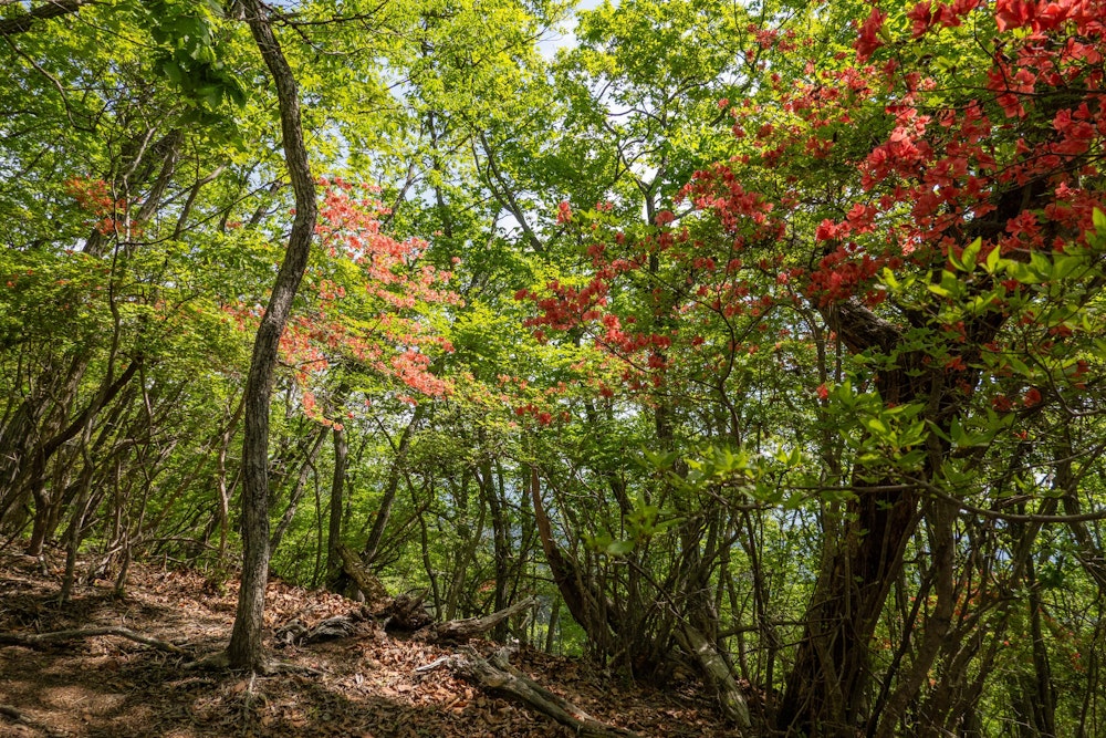 <p>ヤマツツジが咲き誇る。</p>