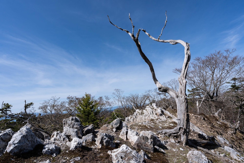 <p>鹿の角のようにも見える、立ち枯れた木。</p>