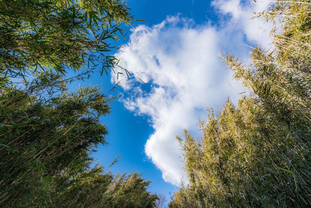 <p>両側は背の高い箱根竹に覆われ、景色が見える区間は意外と少ない。</p>