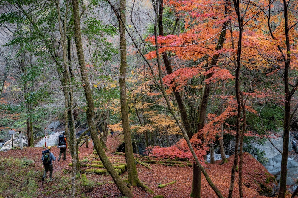 <p><span style="color:#000000">小松神社登山口までのダートは、普通のコンパクトカーでは厳しかった。</span><br>無事に登山口に到着すると、鮮やかな紅葉に出迎えられる。</p>
