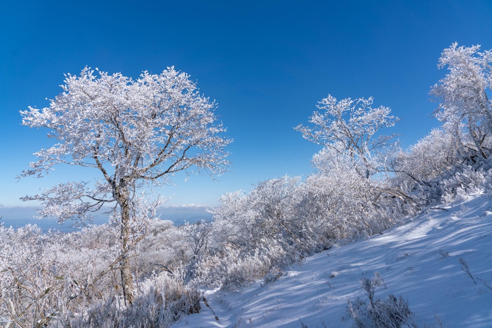 <p>そしてまた霧氷を愛でながら下山する。</p>