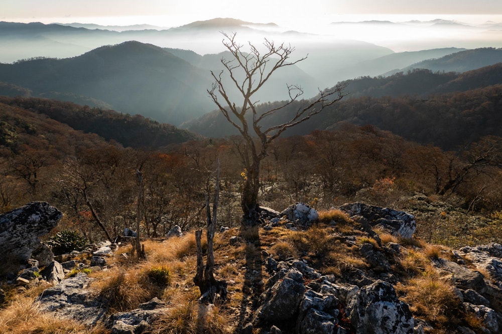 <p>国見岳の頂上に佇む、一本の孤独な立ち枯れた木。</p>