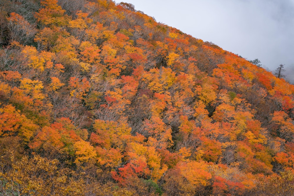 <p>剣山の紅葉がここまで美しいとは思っていなかったので、嬉しい誤算だ。</p>