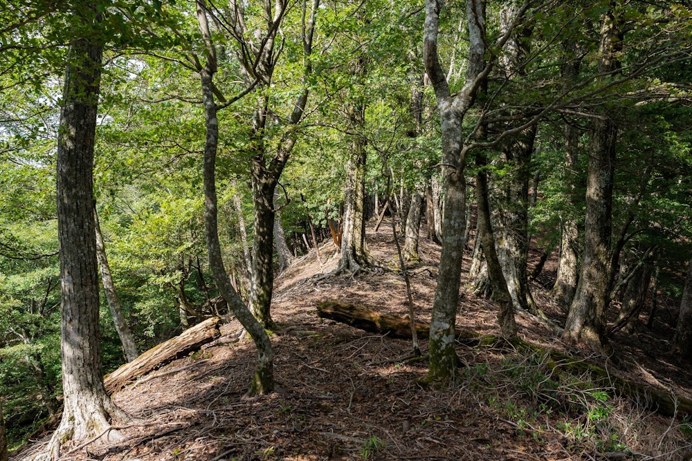 <p>藪が茂っていたのは一部区間のみ。そこを過ぎれば爽快な尾根道に出る。</p>