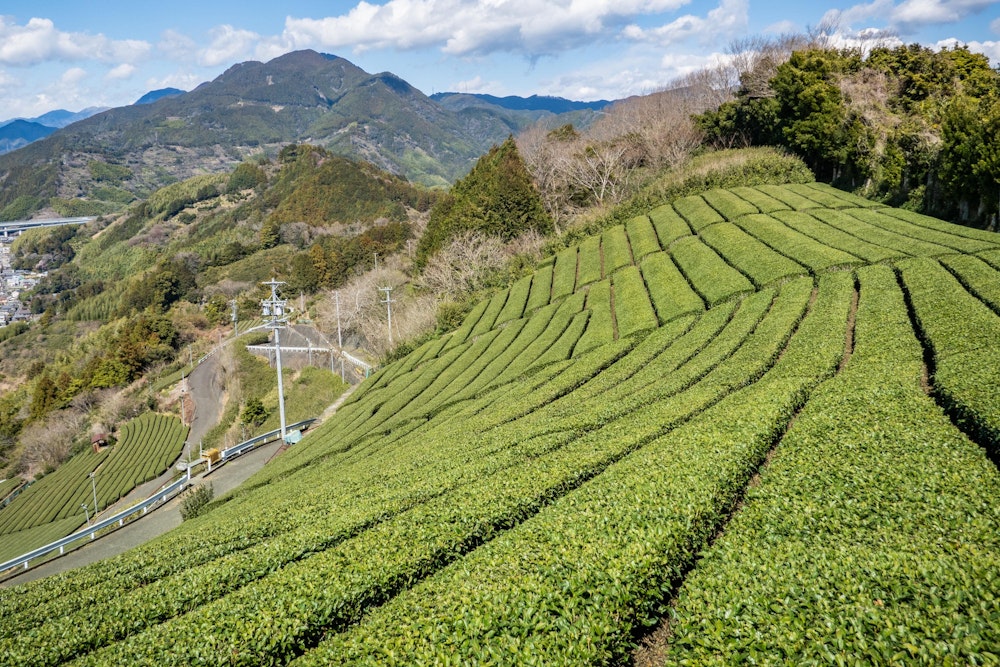 <p>賤機山ハイキングコースの中間地点に、茶畑が広がる素晴らしい場所がある。<br>こんな茶畑の真ん中を歩ける場所はなかなかない。賤機山は静岡らしい山歩きが手軽に楽しめる格好の場所だ。</p>
