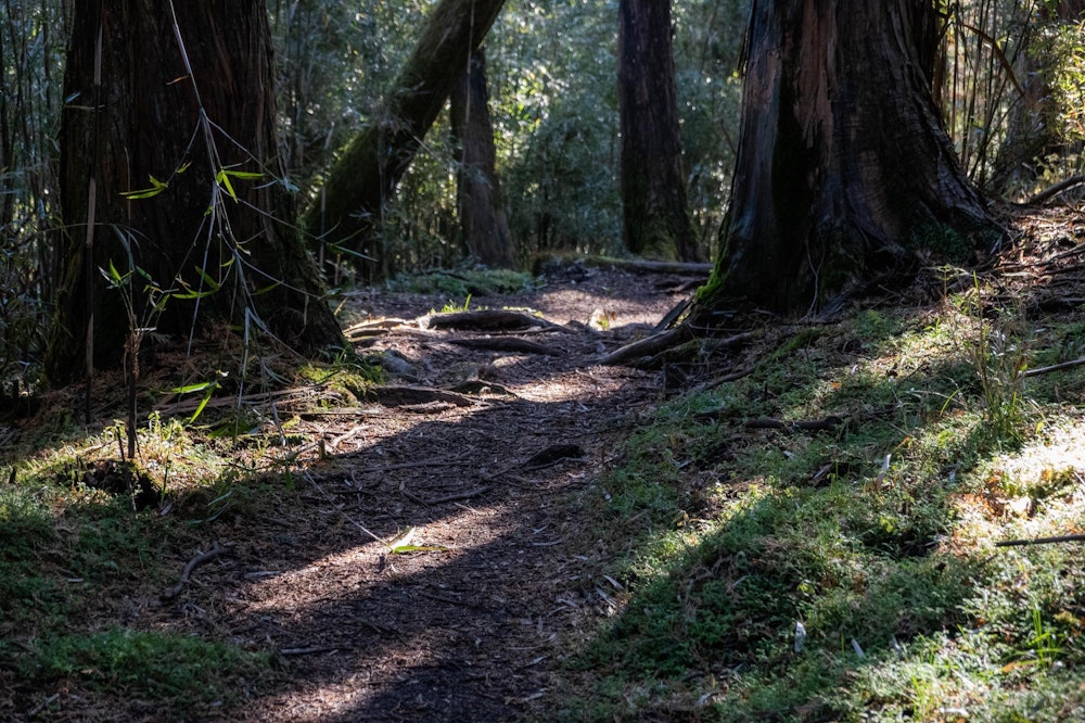 <p>樹林帯の道に入る。</p>