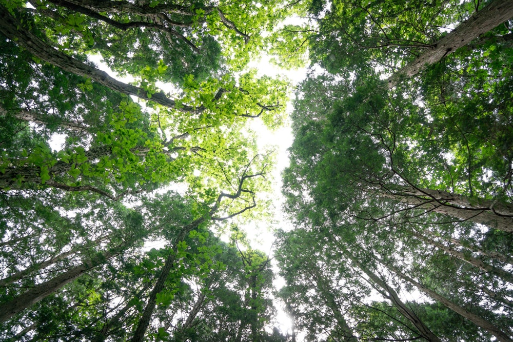 <p>森を見上げる。</p>