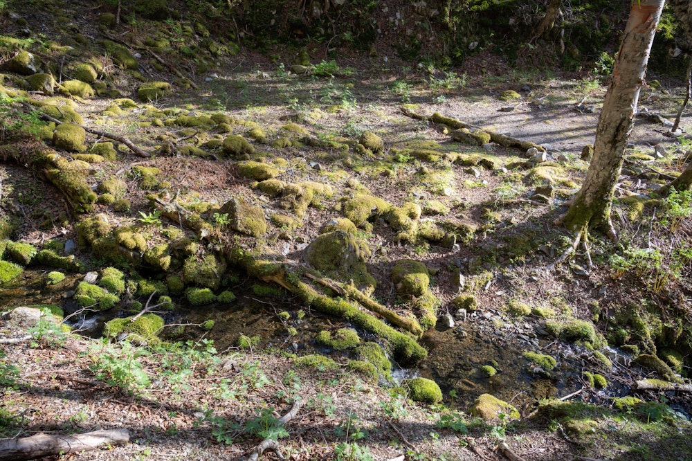 <p>所ノ沢越から数分下ったところにある沢沿いの平坦地が今日の寝床になる。<br>テント 3〜4 張はいける平らな場所と、その真横には水量豊富な小川が流れる好立地。<br>あまりに疲労困憊でこの素晴らしいロケーションに浸る余裕もなく寝てしまったのが悔やまれる。</p>