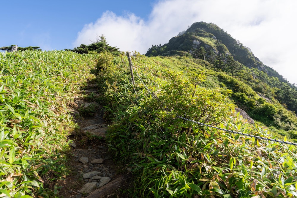 <p>ちょっとした樹林帯と、笹藪を切り開いた細い登山道を辿って、頂上まで一気に登る。</p>
