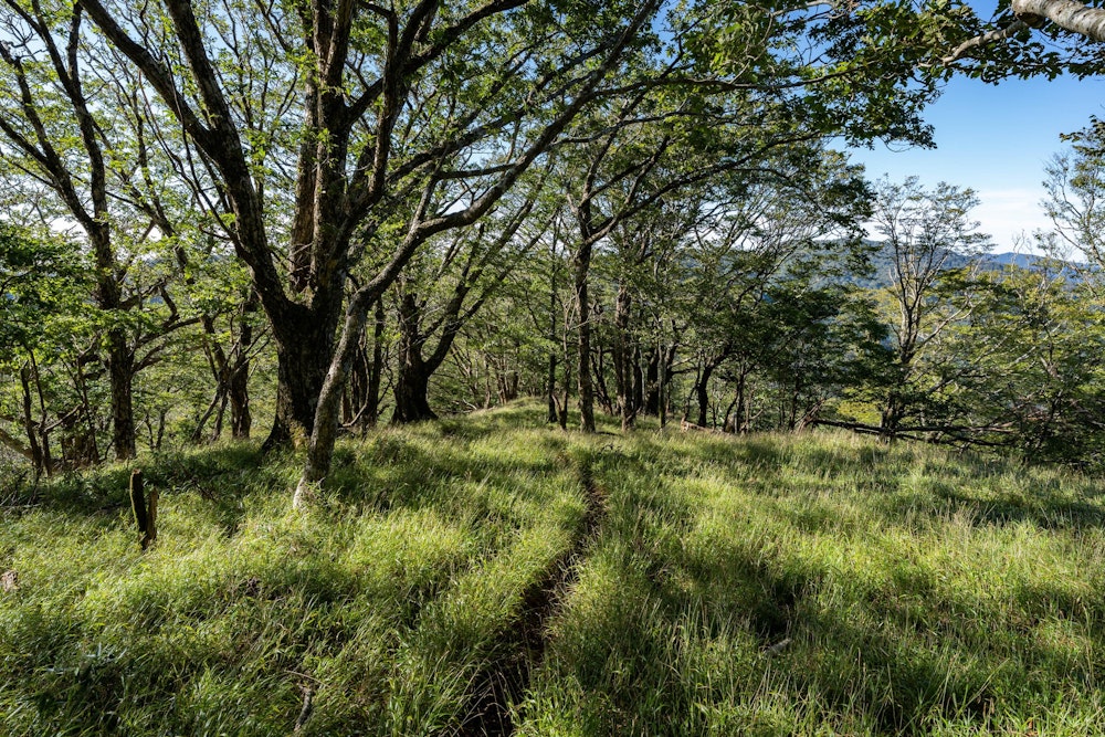 <p>爽快な尾根道。<br>下界はまだまだ残暑が厳しい季節だが、山の上は涼しい風が吹いていた。</p>