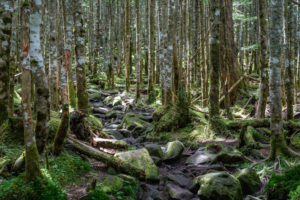 <p>高見石小屋を後にして、丸山を経由するルートで麦草峠へ下山していく。</p>
