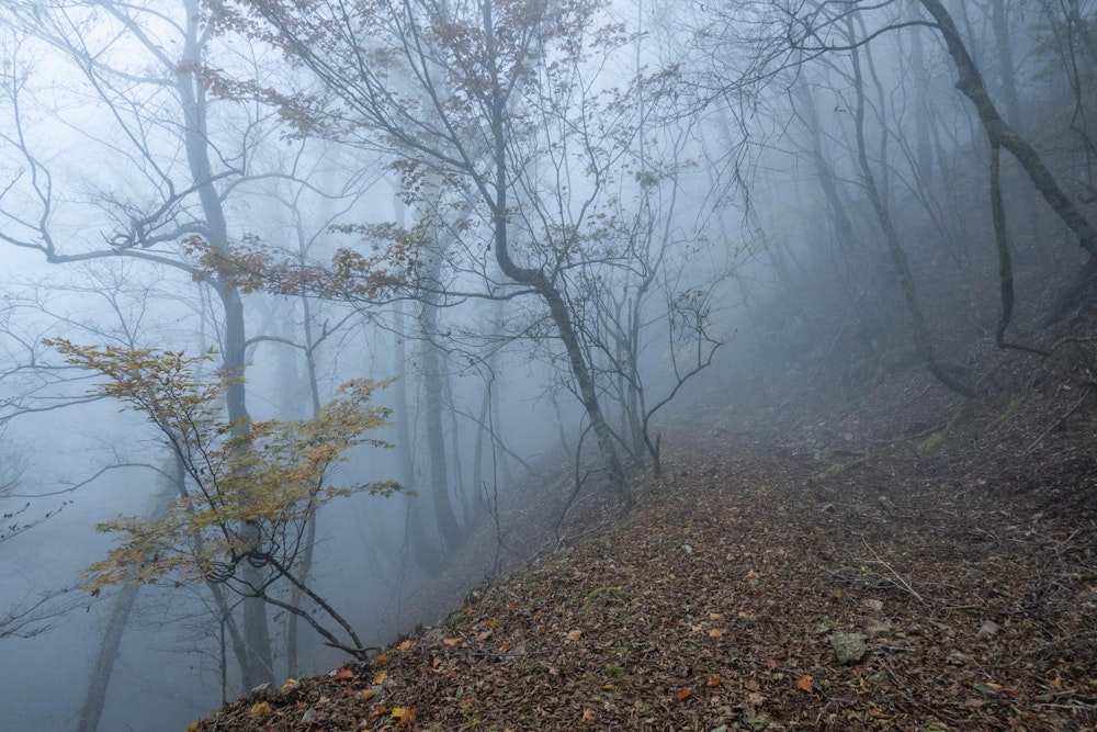 <p>翌朝、天気は予報通り。深い霧に包まれた幻想的な道を歩く。</p>