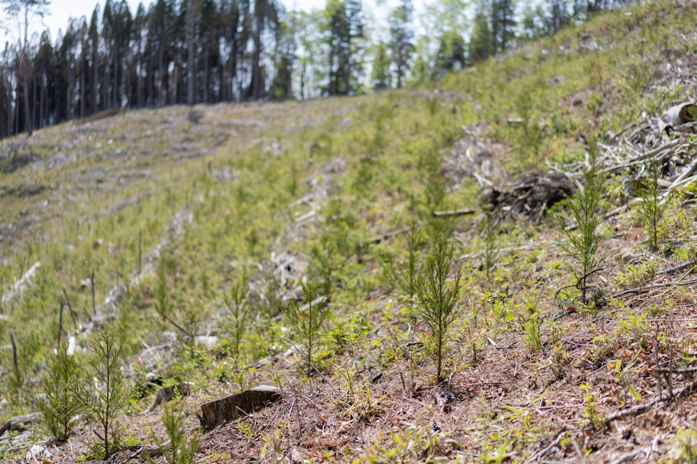 <p>不動冴山付近は植林地帯。<br>新たな苗が植えられたばかりのようだった。</p>