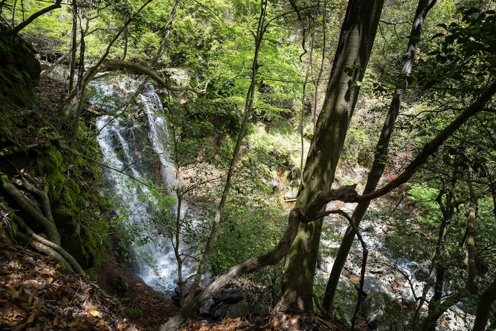<p>矢岳から先も、再び登山道を外れて大幡池を目指す。<br>途中で沢登りのエスケープルートに合流したようで、うっすらと踏み跡があった。</p>