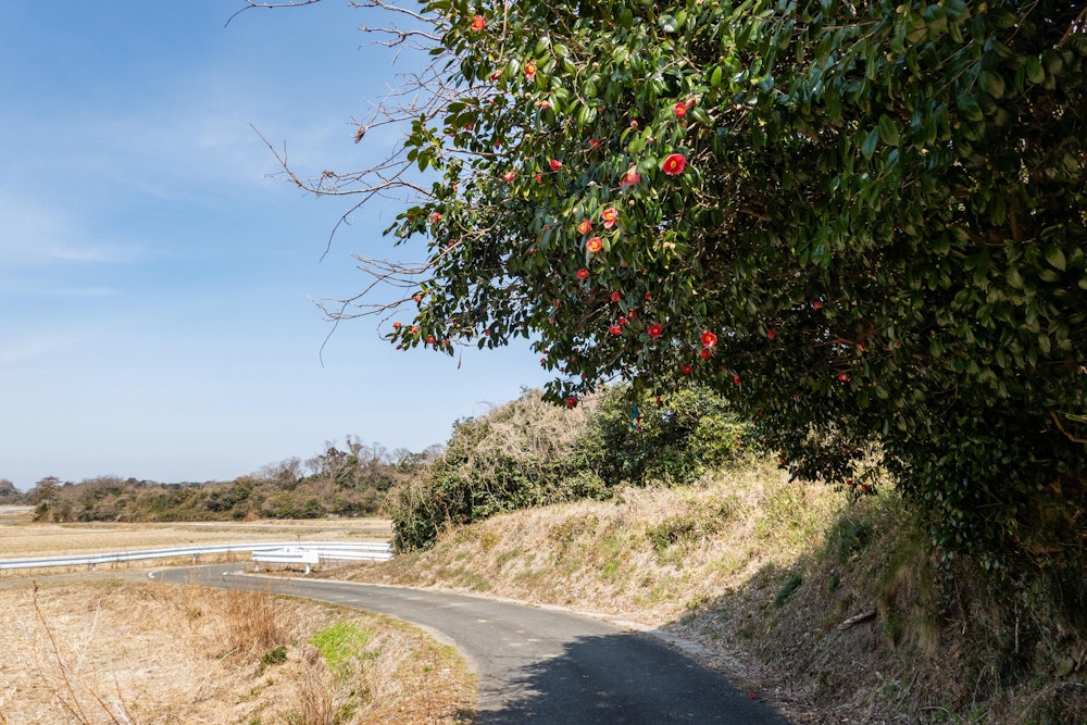 <p>稲ヶ崎公園から平地に降りると、田園地帯の農道を歩くような道になる。<br>昔は海だった場所が、今は陸となって宮戸島を形成し、こうして農地として活用されている。</p>