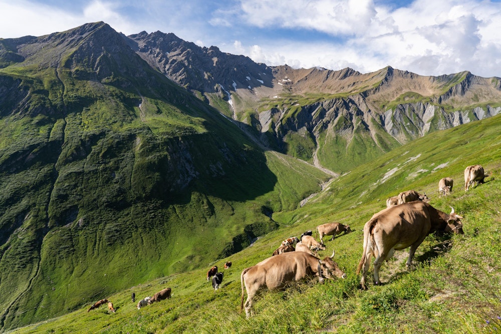 <p>大フェレ峠からは緩やかに標高を下げ、Ferret や La Fouly の村へと向かっていく。<br>この日の天気は下り坂で、徐々に厚い雲に覆われていった。<br>天候の悪化と関係あるのかは不明だが、今まであまり出会えなかったマーモットがあちこちで顔を出していた。<br>写真は牛である。</p>