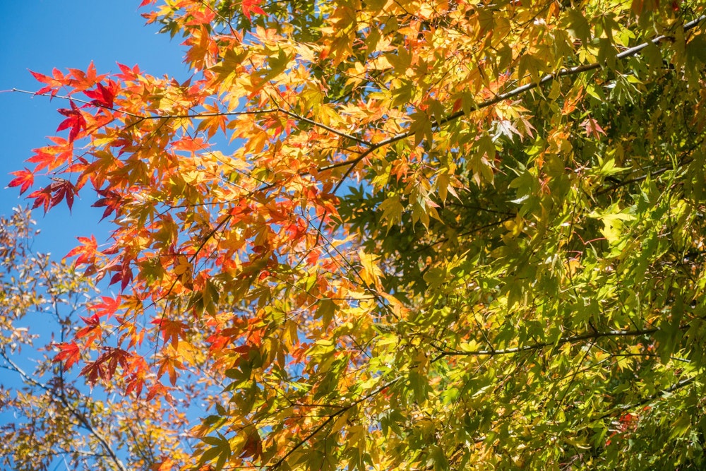 <p>枝の先ほど赤く色づいた紅葉。綺麗なグラデーションが一本の木だけで表現されている。</p>