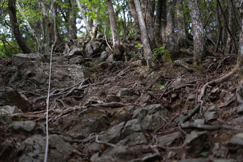 <p>先ほど玉置神社で真水を大量に飲んだのが悪手となったか、大森山のあたりで右足の太ももが攣りはじめた。<br>しかし立ち止まることはできないので無理やり足を進めると、次第にその痛みも耐え難いものになっていった。</p>