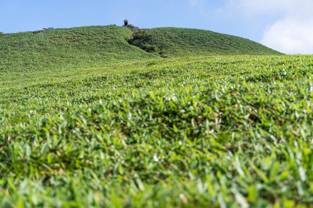 <p>まもなく瓶ヶ森の最高地点である女山の頂上部が見えてきた。<br>頂上直下はなだらかな笹原になっている。</p>