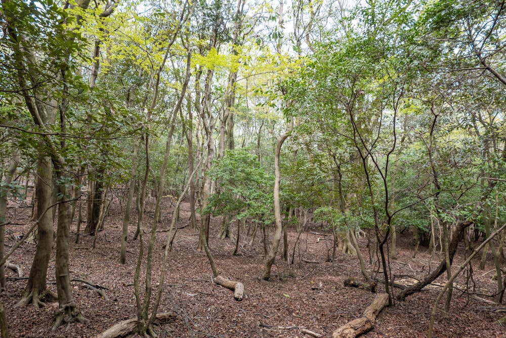 <p>なにやら素敵な雰囲気の場所になってきたと思ったら、登山道を外れて別の尾根に進んでいた。<br>道がないところほど、いい場所だったりするものだ。</p>