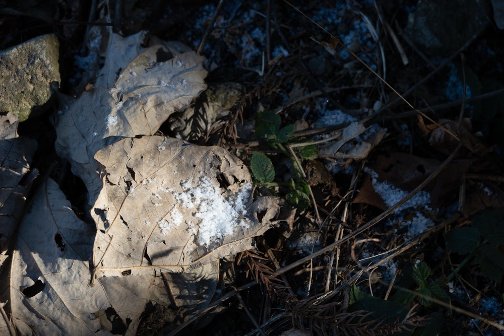 <p>昨日は珍しく静岡市内でも一瞬ながらまとまった降雪があり、日陰には若干の残雪が見られた。</p>