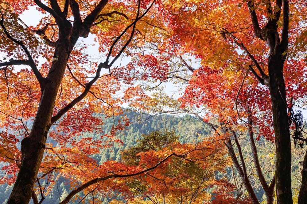 <p><span style="color:#000000">大井平公園から城ヶ山へ入山。いきなり紅葉がすごい。</span></p>