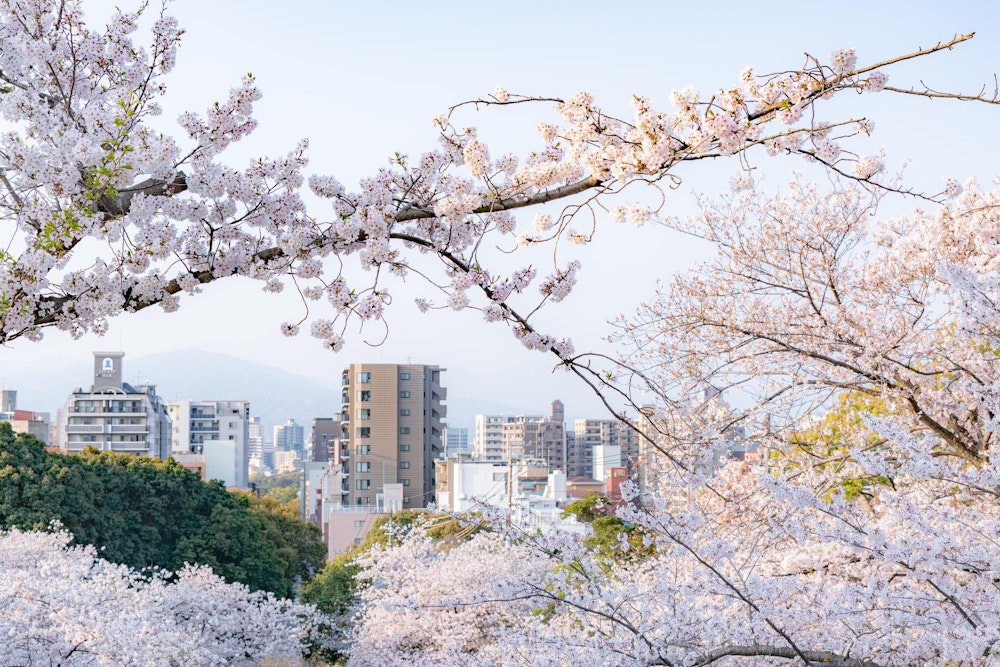 <p>木々の間から、福岡市街地を望む。</p>