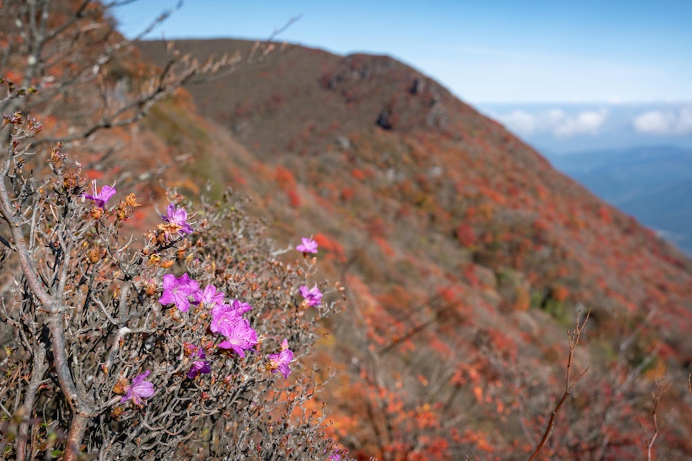 <p>狂い咲きのミヤマキリシマ。<br>本来は初夏に咲く花だ。<br>ここ大船山も、くじゅう連山の例に漏れずミヤマキリシマが咲き乱れる。</p>