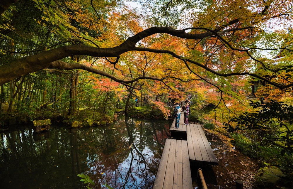<p>これもそう。緑があって、その中に色づいた紅葉があるから美しい。</p>
