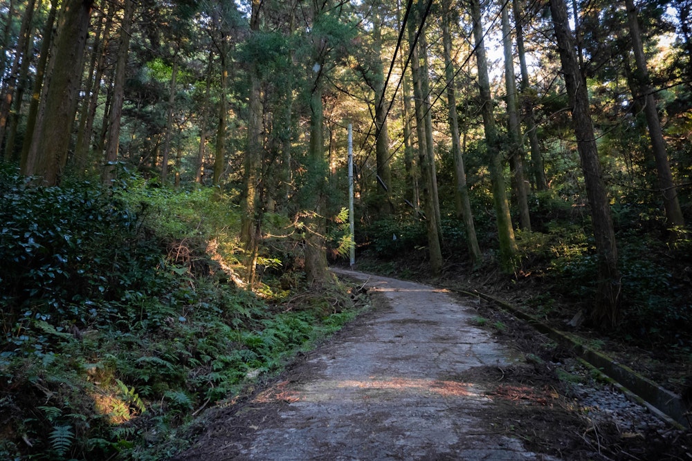 <p>若杉山の頂上までは、おおむね急勾配の舗装路となっている。<br>これがきつい。普通の登山道の方が歩きやすい。</p>