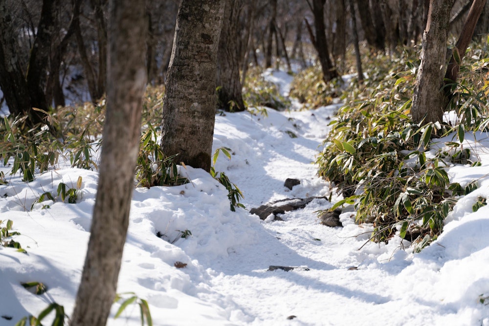 <p>最後は緩やかな道を辿って大沼の湖畔に戻る。<br>ゆったりとして、肩慣らしにいい登山だった。</p>