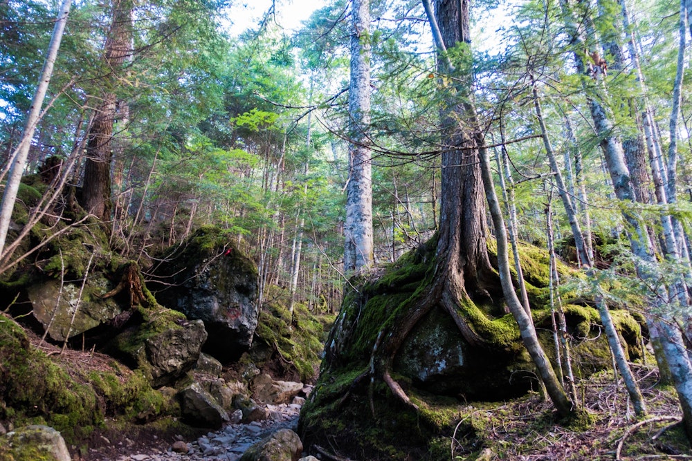 <p>南沢・北沢ともに登山道は樹林帯基調であるが、なぜか飽きない。<br>苔が美しく、沢も流れて、さまざまな自然の神秘を感じることができるからだろうか。</p>