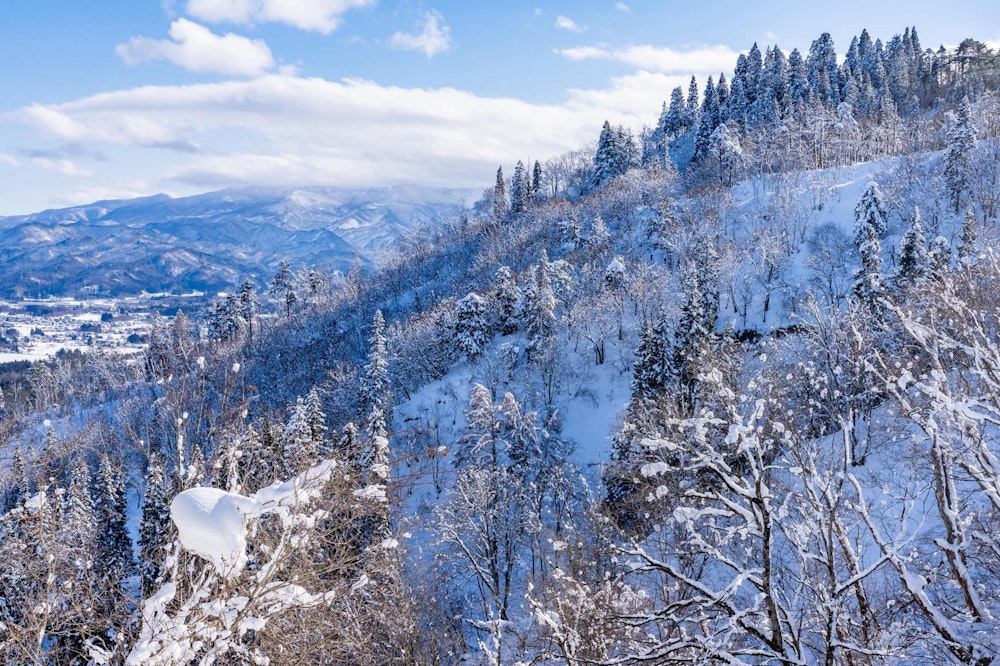 <p>林道沿いからは、白銀の景色が見られる。<br>雪を被った針葉樹が好き。</p>