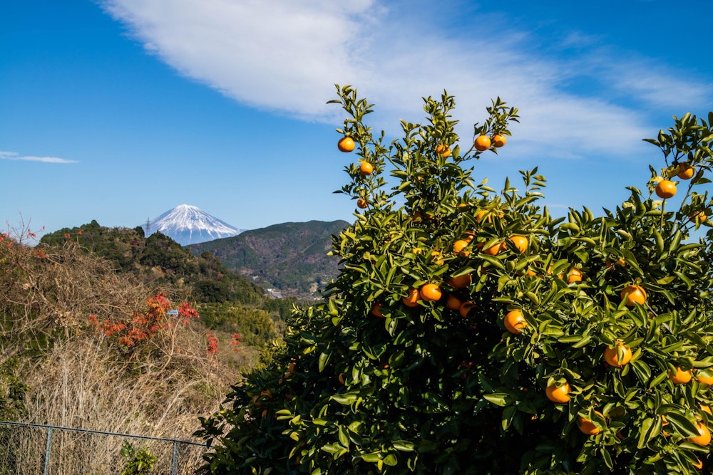 <p>住宅のある場所の横を何度か通りがかるが、みかんを育てているところが多かった。</p>