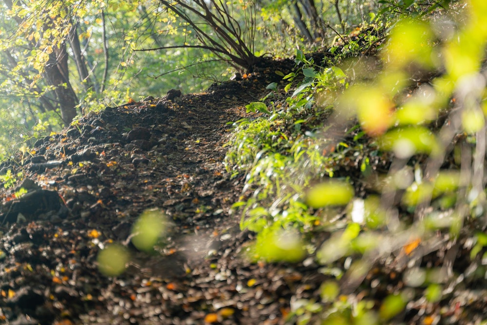 <p>ゆるやかな登山道が続く。まだこのあたりは緑だ。</p>