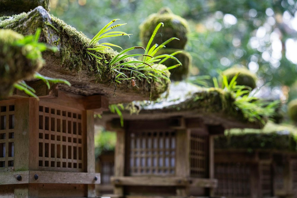 <p>春日大社の灯籠から芽を出す若い草。</p>