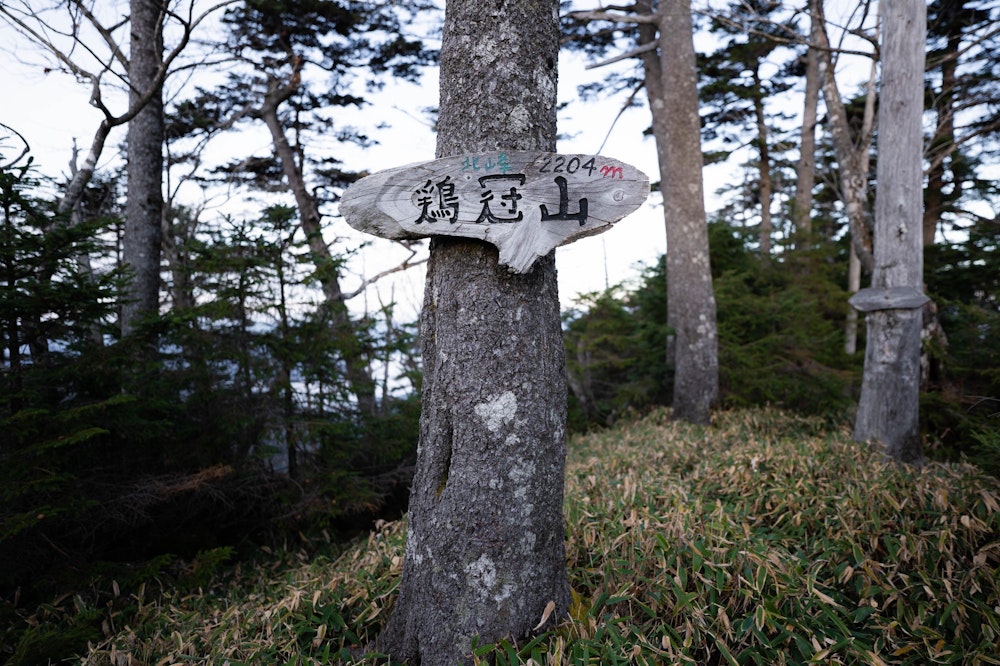 <p>道なき道を辿って鶏冠山へ。</p>