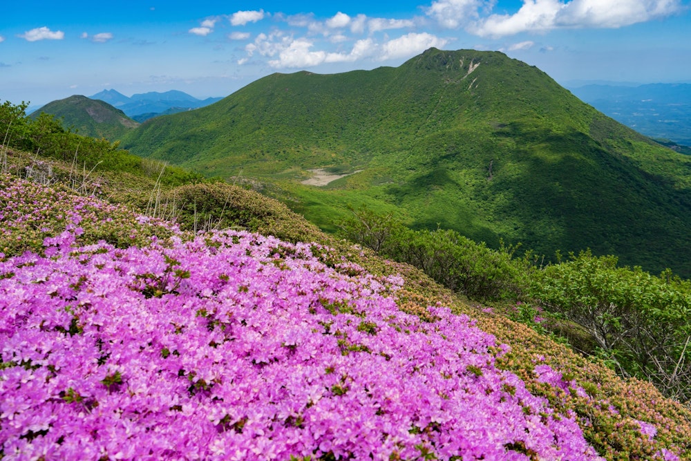 <p>一足先に満開を迎えたミヤマキリシマの株。<br>周りの株はまだ開花したばかりで、最盛期はあと 1 週間から 10 日ほど先になりそうだ。</p>